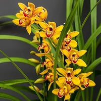 Heirloom Cymbidium Flower Seeds for Garden Planting, Non-GMO, Rare Orchid Variety