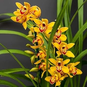 Heirloom Cymbidium Flower Seeds for Garden Planting, Non-GMO, Rare Orchid Variety