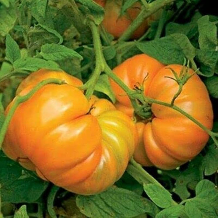 Amanas Orange Tomato Vegetable Seeds for Planting - Heirloom and Non-GMO Garden Seeds