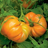 Amanas Orange Tomato Vegetable Seeds for Planting - Heirloom and Non-GMO Garden Seeds
