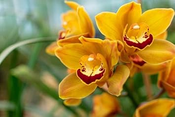 Heirloom Cymbidium Flower Seeds for Garden Planting, Non-GMO, Rare Orchid Variety - Cymbidium for planting in home garden
