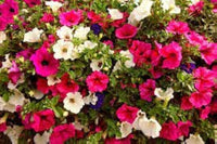 Petunia flower Petunia hybrida Shock Wave Volt Mix pelleted seeds for planting in home garden or patio planters
