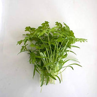 Chervil – Microgreen Seed