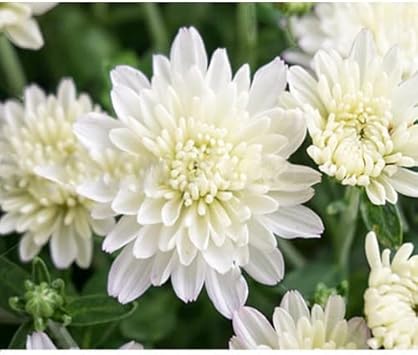 Organic Heirloom Non-GMO White Chrysanthemum Seeds for Planting – Garden Blooms