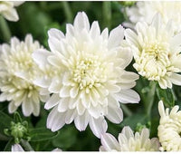 Organic Heirloom Non-GMO White Chrysanthemum Seeds for Planting – Garden Blooms