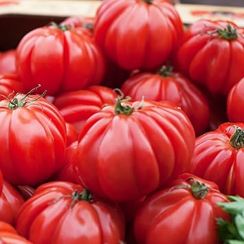 Pomodoro Seeds for Vegetable Planting, 100 pcs