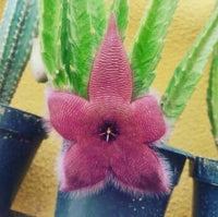 Stapelia Flower Seeds for planting in home garden
