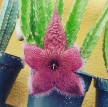 Stapelia Flower Seeds for planting in home garden