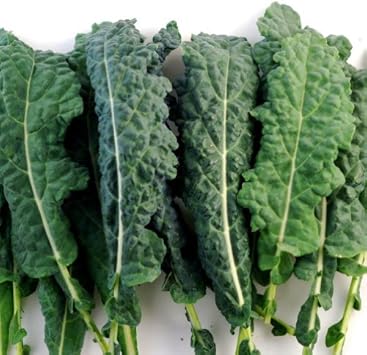 Italian Kale Brassica oleracea seeds for garden planting