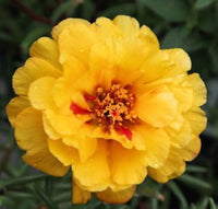Moss Rose Portulaca Yellow Flower Seeds