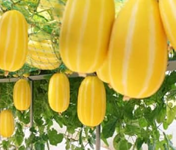 Musk Melon Cucumis melo yellow white variety seeds for planting in home garden