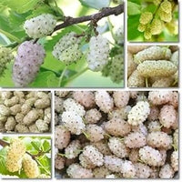 Sweet Watermelon Vine Seeds - Cultivate Refreshing Summer Fruits 100 pcs