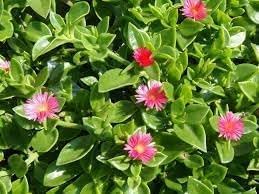 Aptenia Flower Seeds – Heirloom Non-GMO Trailing Blooms for Ground Cover and Garden Borders