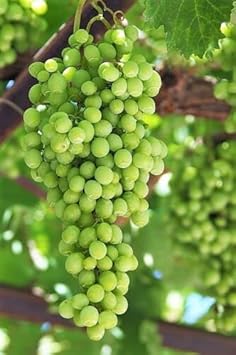 Grape Fruit Seeds for Vineyards & Home Gardening -Heirloom & Non GMO seeds