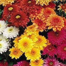 Chrysanthemum Flower Seeds Heirloom Non GMO Planting - 100 for planting in home garden