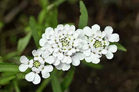 Heirloom White Candytuft Snow Flower Seeds, Non-GMO Ground Cover Blooms for Planting