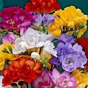 Freesia Flower Seeds for Planting 100 -Hierloom Flower Seeds