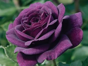 Purple Rose Heirloom Non-GMO Seeds for Planting – Rich Color