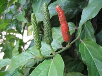 Long Pepper Piper Longum Vegetable Seeds for Planting