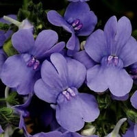 Nemesia Strumosa Purple Seeds for Planting – Organic, Heirloom, Non-GMO Seeds