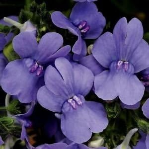 Nemesia Strumosa Purple Seeds for Planting – Organic, Heirloom, Non-GMO Seeds