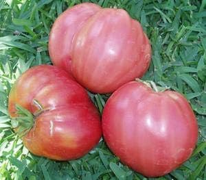 Pink Giant Tomato Solanum lycopersicum for planting in home garden