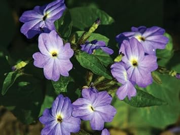 Heirloom Browallia Flower Seeds – Non-GMO Seeds for Vibrant Garden Planting - Browallia for planting in home garden