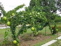 Crescentia Alata Fruit Seeds for Unique & Exotic Tropical Fruit 100 pcs