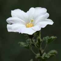 Hollyhock (flower Alcea rosea double white perennial) for planting in garden
