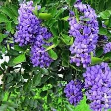 Heirloom Non-GMO Sophora Secundiflora Flower Seeds for Planting – Fragrant Blooms for Xeriscape Gardens