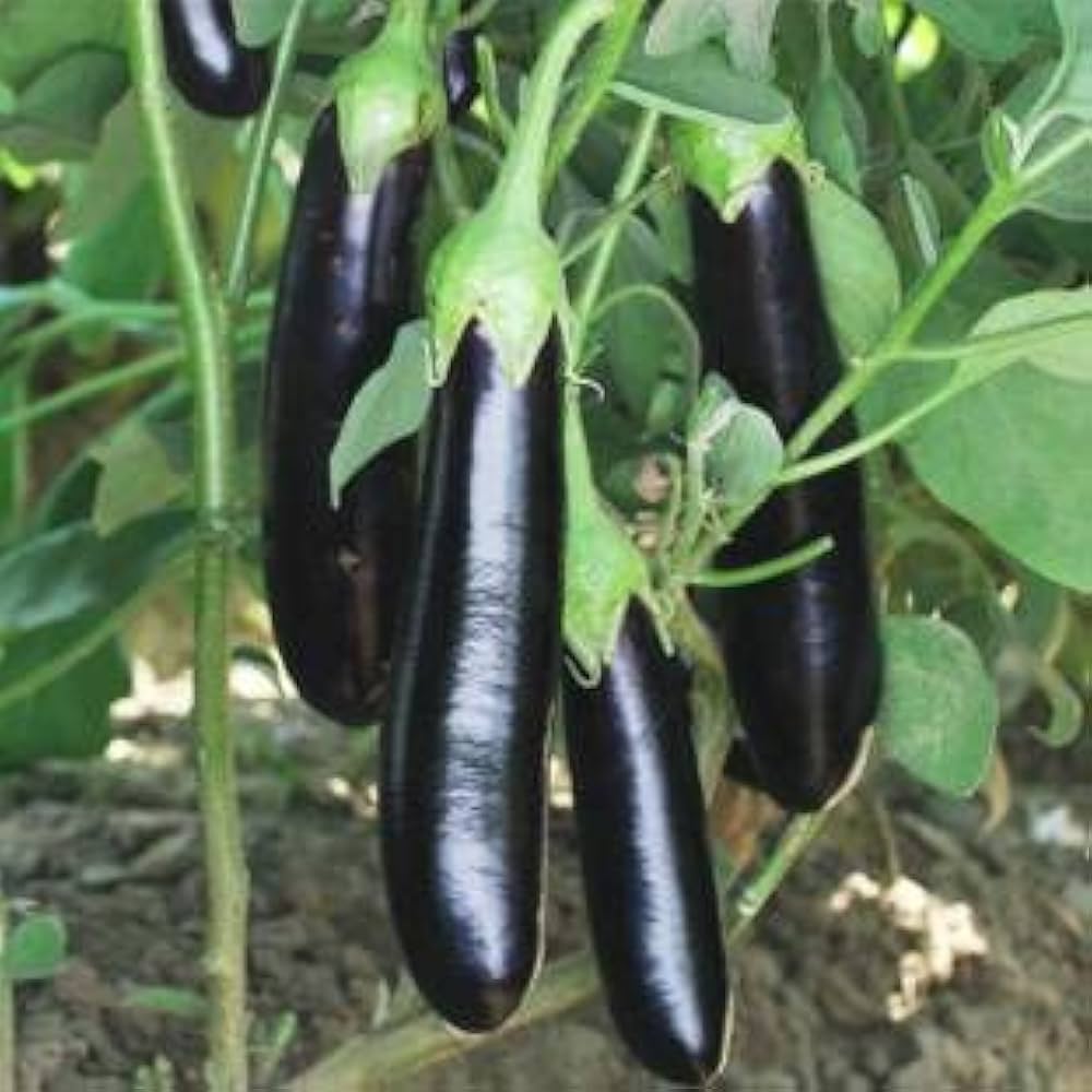 Brinjal Purple Long Vegetable Seeds