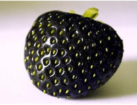 Strawberry Fruit Seeds for Cultivating Juicy Red Berries