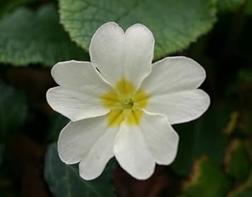 Primula Flower Seeds for Planting - 100