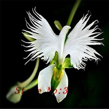 Organic White Egret Flower Seeds for Planting – Heirloom, Non-GMO, Healthy