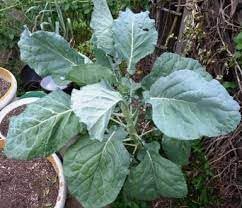 Walking Stick Kale Seeds for Planting, 100 pcs