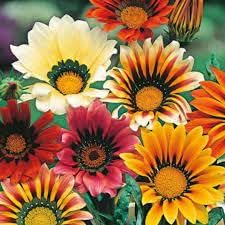Gazania Flower Seeds Heirloom Non GMO Planting - 100