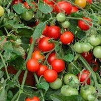 Tomato Vegetable Seeds for Planting - 100 pcs