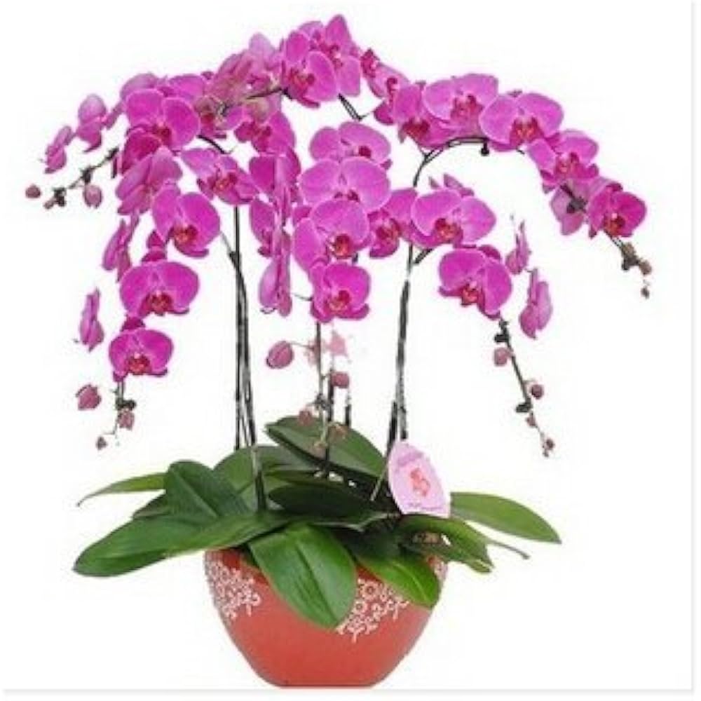 Phalaenopsis Orchid - for planting in home garden