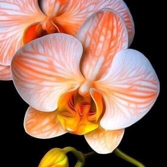 White Brown Phalaenopsis Orchid Flower Seeds – Heirloom, Non-GMO Seeds for Planting