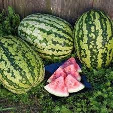 Klondike Striped Blue Ribbon Watermelon Seeds for Planting - Heirloom, Open Pollinated, Non-GMO Seeds