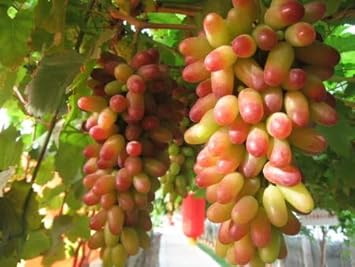 Grape Vitis vinifera seeds for lush fruit garden