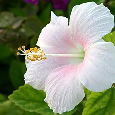 Hibiscus Flower White Easy Grow Plant Seeds