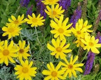 Heirloom Non-GMO Sunshine Flower Seeds for Planting – Bright Blooms for Vibrant Garden Displays