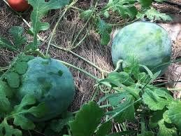 Green Cucumeropsis Seeds for Planting - 100 pcs