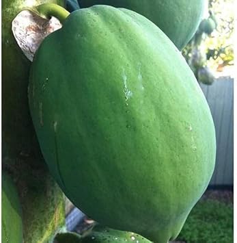 Dark Green Papaya Fruit Seeds for Planting - Tropical Papayas for Your Home Garden, Heirloom Seeds