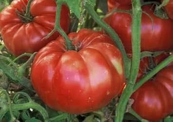 Big Tomato Seeds for Planting Dark Red - 100 pcs