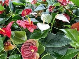 Heirloom Non-GMO Huifang Anthurium Flower Seeds for Planting – Exotic Tropical Blooms
