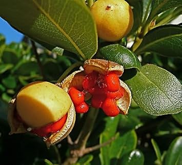 Pitosforo Pittosporum Tobira Fruit Seeds for Planting - Beautiful Home Gardens, Heirloom and GMO Free Seeds