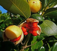 Pitosforo Pittosporum Tobira Fruit Seeds for Planting - Beautiful Home Gardens, Heirloom and GMO Free Seeds