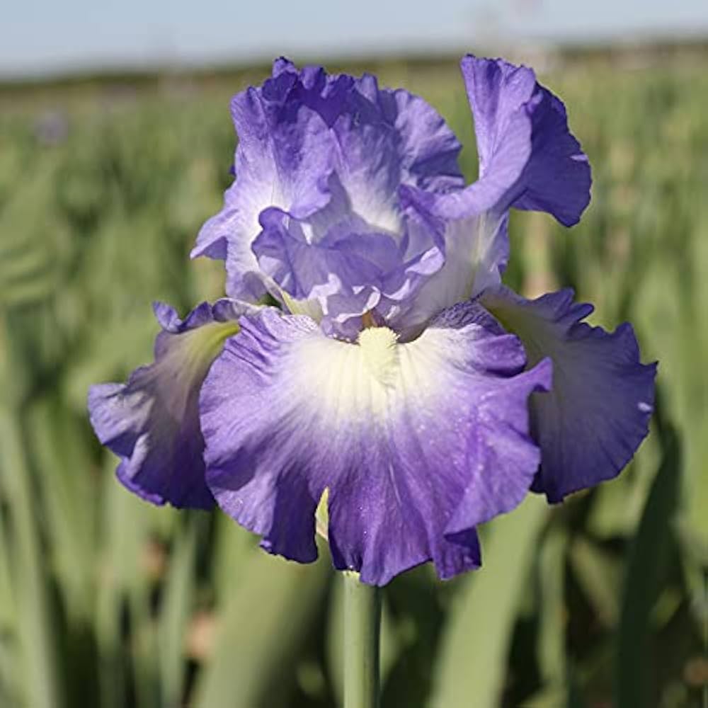 City Lights Reblooming Bearded Iris Seeds